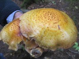 Close view of yellow-brown scaly cap. Close view of yellow-brown scaly cap.